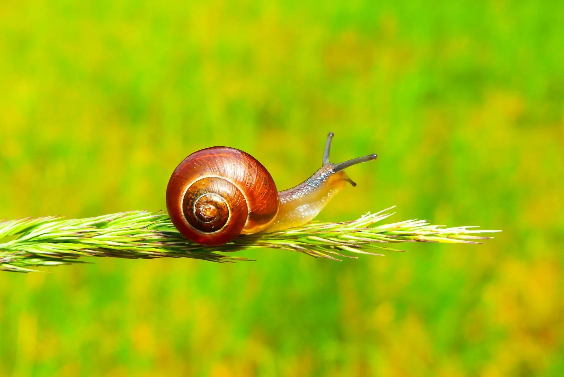 How Long Way Can A Snail Cross In A Day?