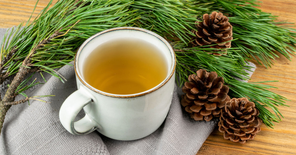 What Is Pine Needle Tea?