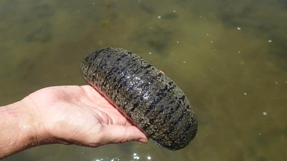 What Is Sea Cucumber?