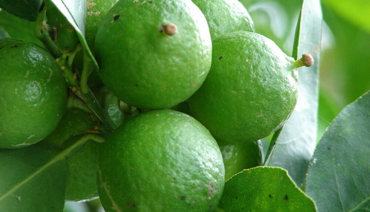 About Key Limes