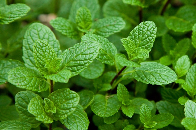 The health benefits of mint leaves Pudina