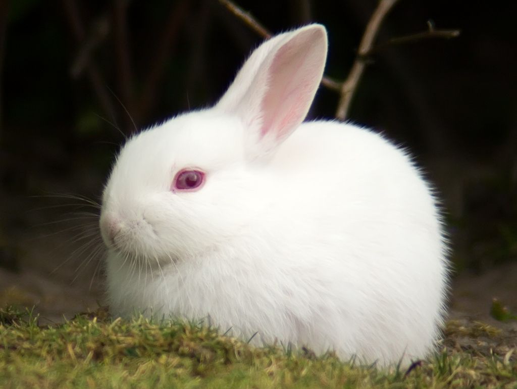 What If Your Rabbit Gets Dirty?