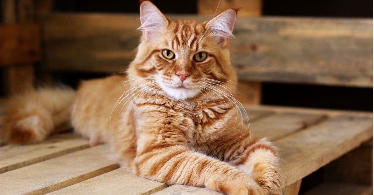 World's Most Competent Living Felines